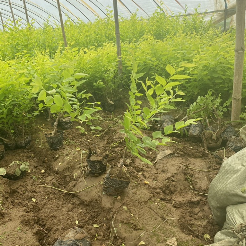 金叶榆小苗金叶榆绿篱金叶榆杯苗籽播金叶榆基地