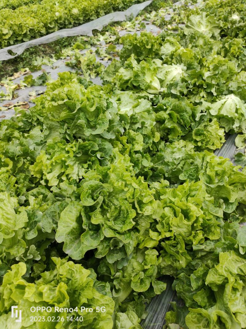 意大利生菜