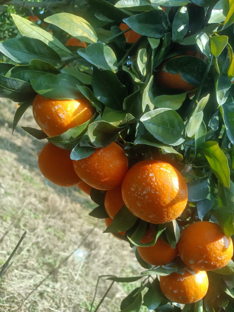 沃柑