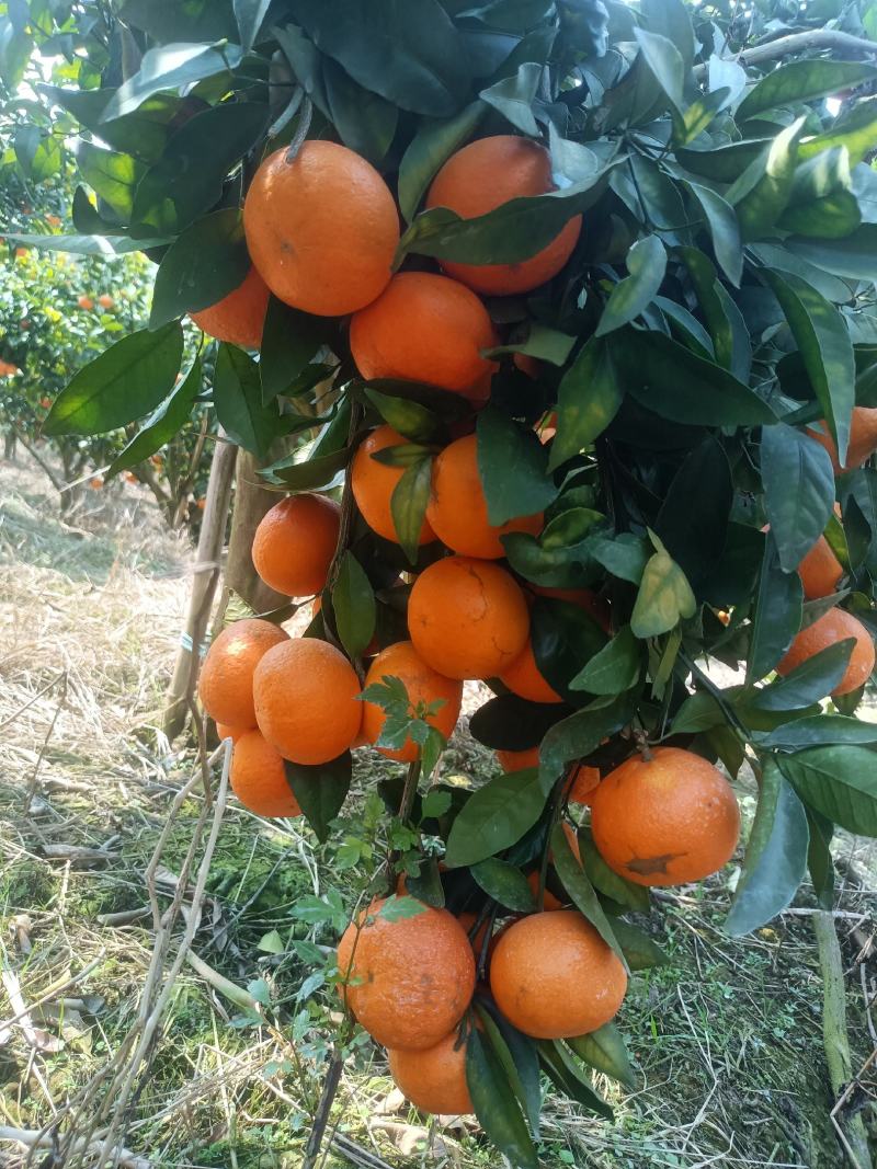 沃柑