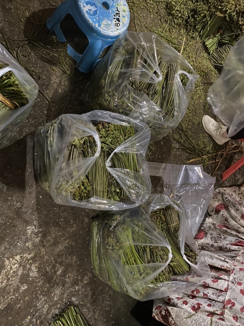 新鲜蕨菜大量批发供应