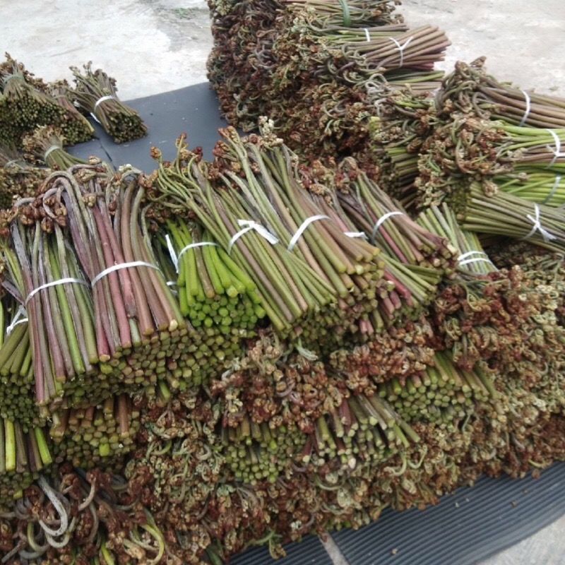 新鲜蕨菜大量批发供应