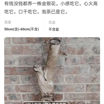 金银花下山桩