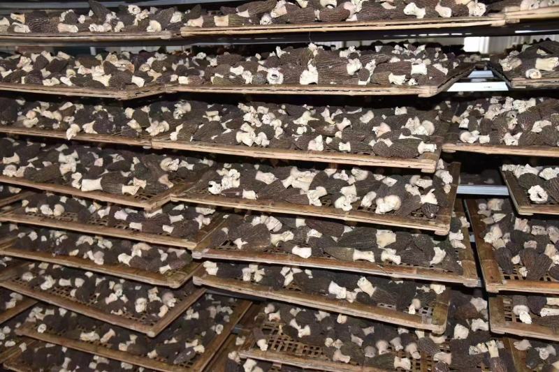 羊肚菌干货批发【1斤起发】头茬新货剪柄剪脚各种规格齐全