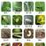 辛硫磷蚜虫蓟马菜青虫食心虫蛴螬地下害虫果树花卉蔬菜杀虫剂