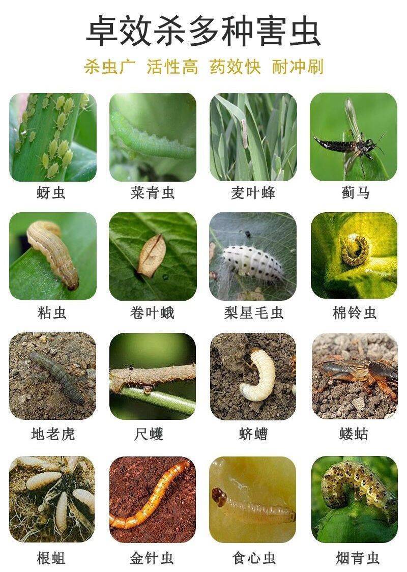 辛硫磷蚜虫蓟马菜青虫食心虫蛴螬地下害虫果树花卉蔬菜杀虫剂