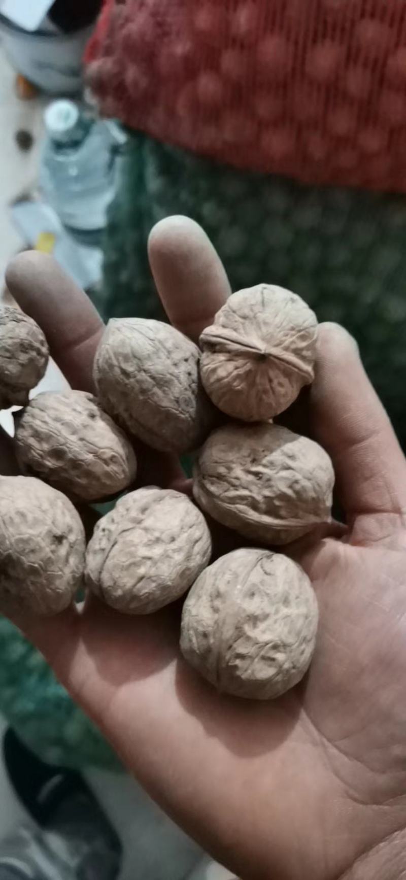 盐源早1号大优核桃青皮核桃鲜核桃一手货源产地直发
