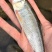 【协助装车】马口鱼质量保证价格实惠全国发货欢迎咨询