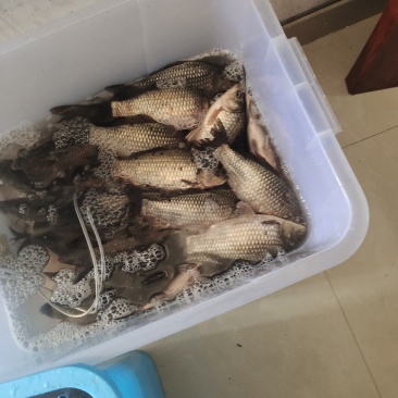 鲫鱼
