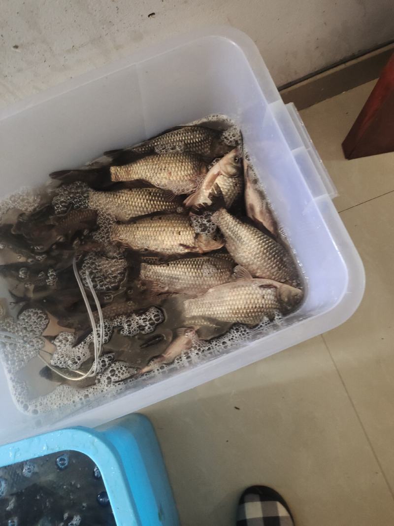 鲫鱼