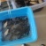 鲫鱼