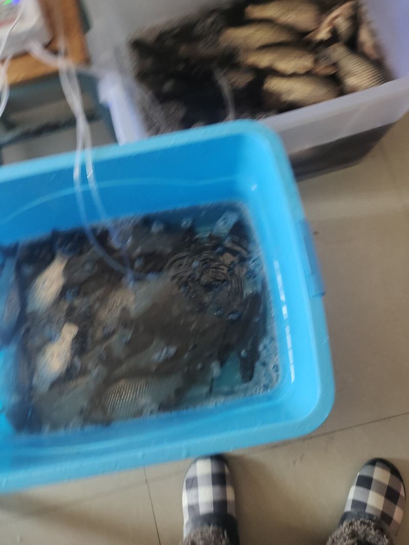 鲫鱼