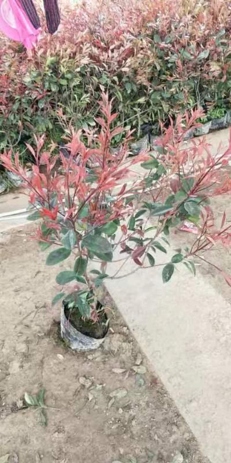 自产自销各种规格红叶石楠球工程大小苗