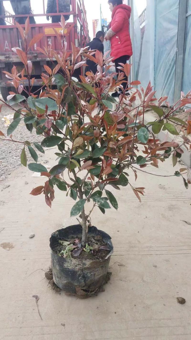 自产自销各种规格红叶石楠球工程大小苗