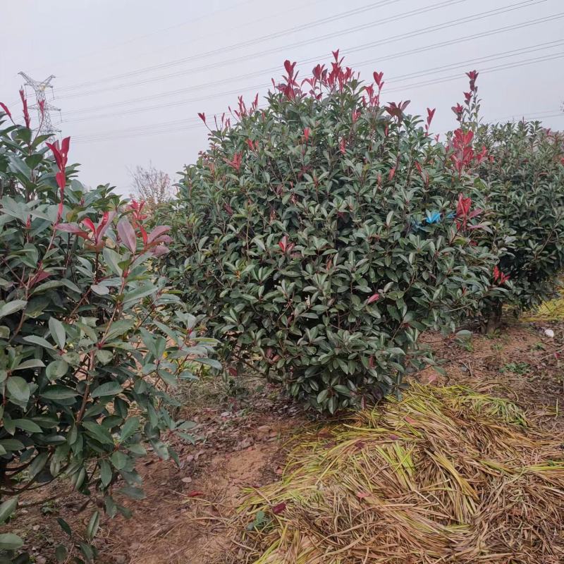 自产自销各种规格红叶石楠球工程大小苗