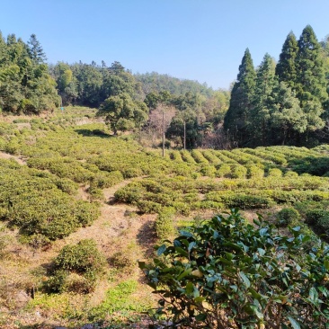 庐山云雾茶，野生银杏果，野生竹