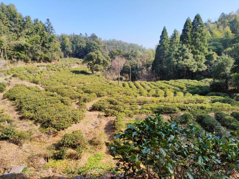 庐山云雾茶，野生银杏果，野生竹