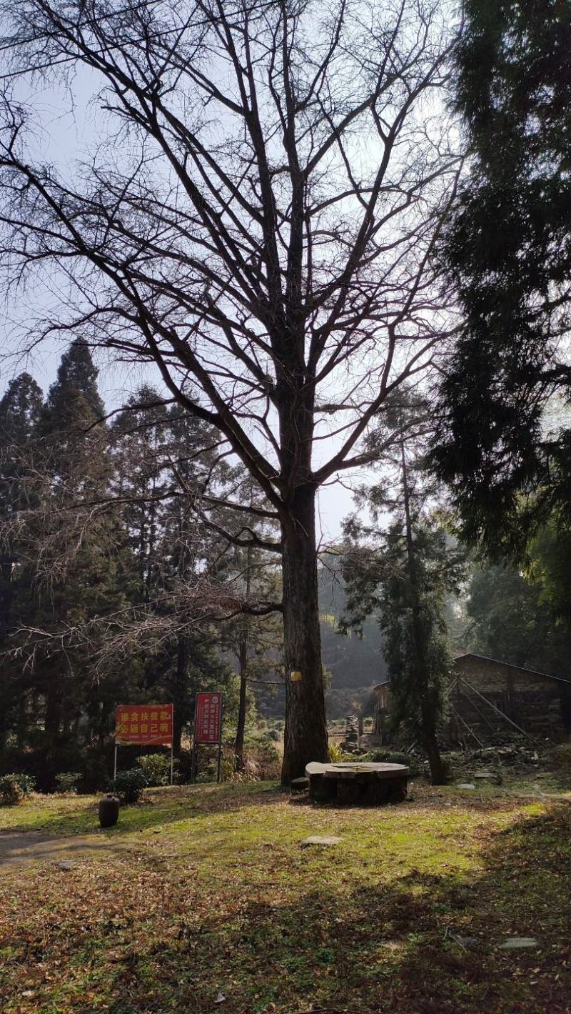 庐山云雾茶，野生银杏果，野生竹