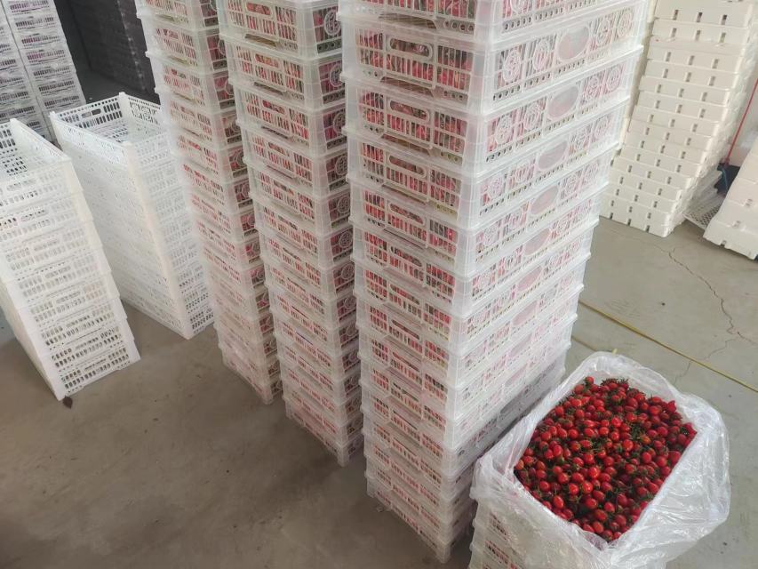 透明塑料保鲜盒内整齐摆放带梗红色圣女果,盒底铺有白色吸水纸巾,盒子放置于冰箱冷藏格架上,周围可见其他蔬菜,展现真实家庭储存场景 圣女果在保鲜盒中冷藏存放