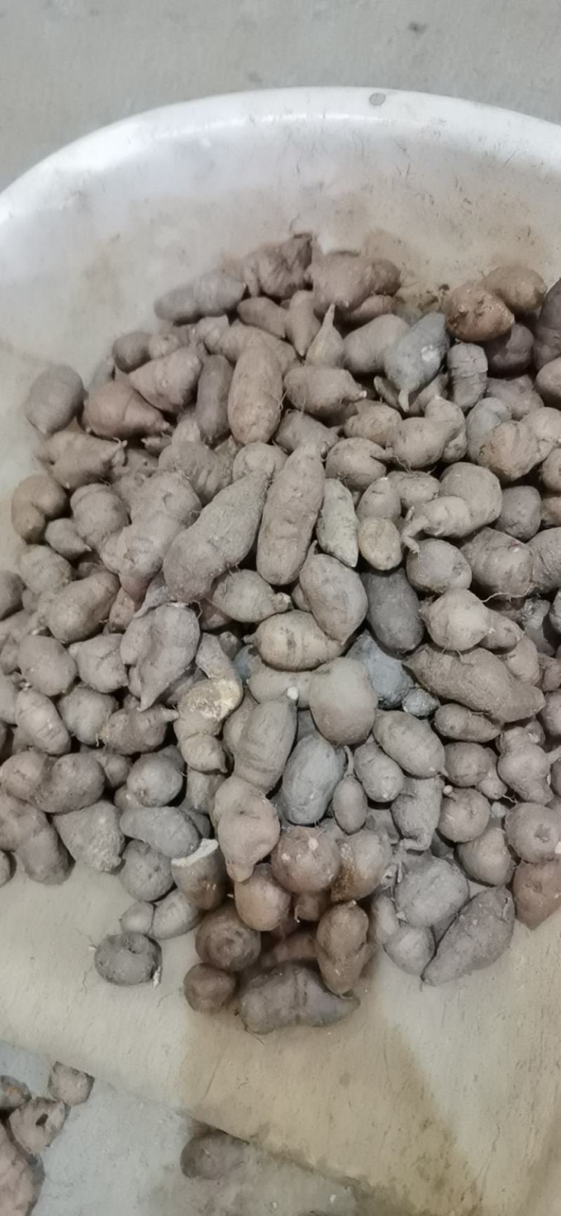 三叶青可发样品，大批货一年四季可发通货