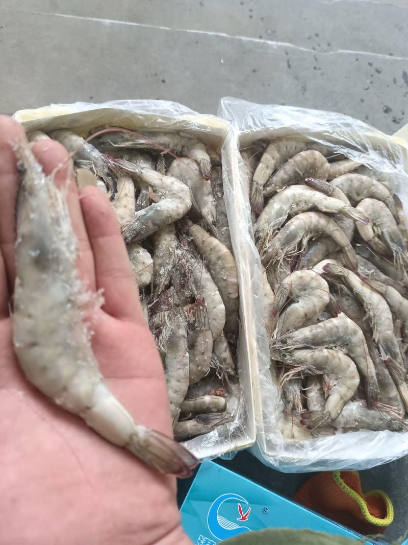 港洋盐冻，水冻虾，个头大货匀称，国产龙头企业，