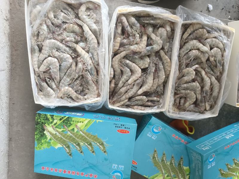 港洋盐冻，水冻虾，个头大货匀称，国产龙头企业，