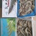 港洋盐冻，水冻虾，个头大货匀称，国产龙头企业，