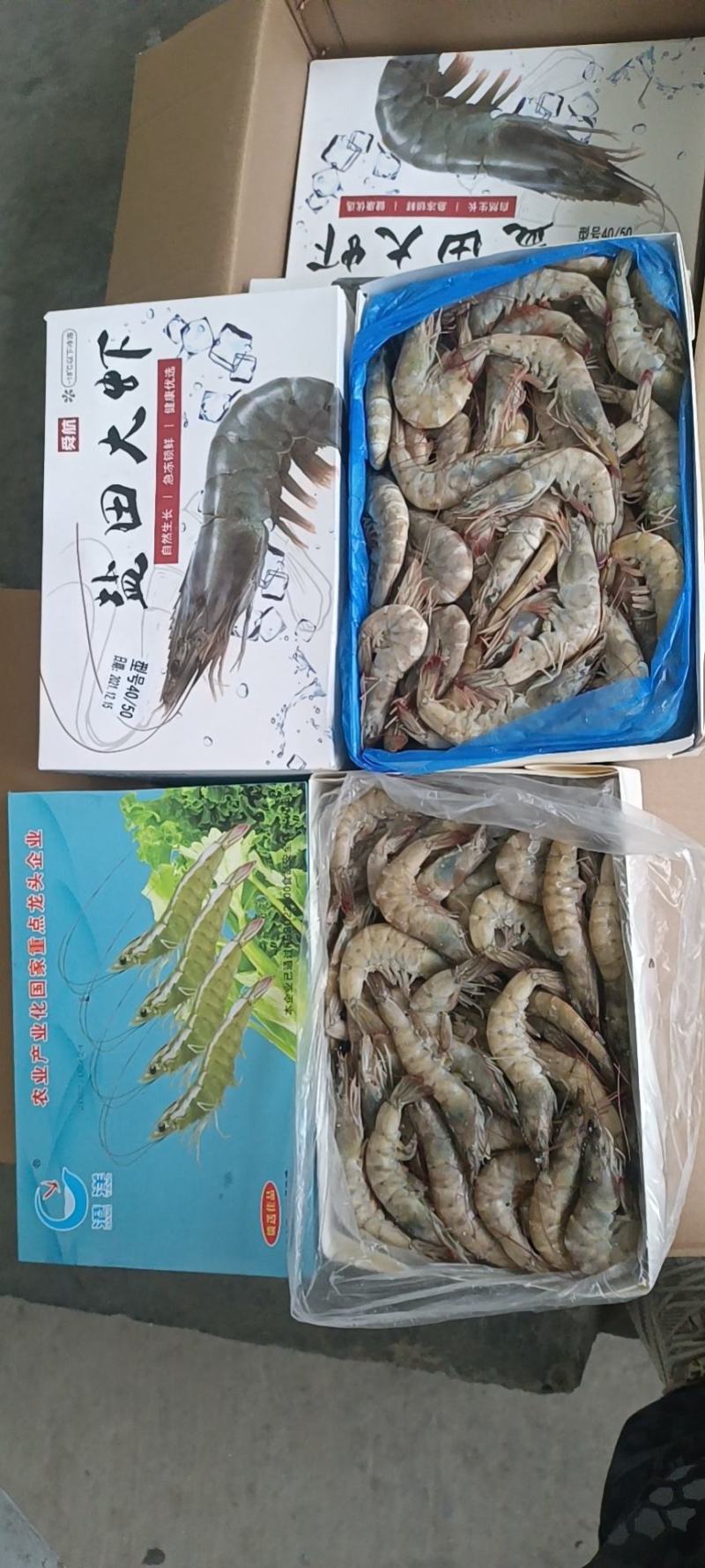 港洋盐冻，水冻虾，个头大货匀称，国产龙头企业，
