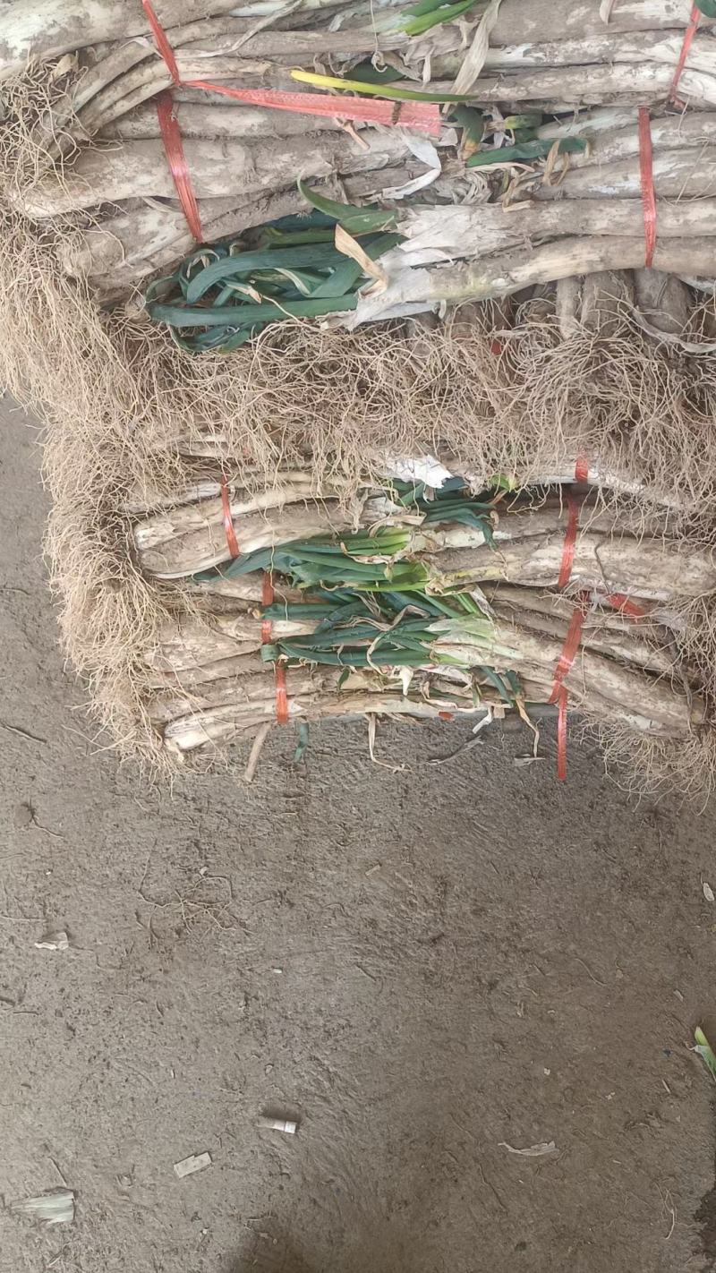 临洮羊角葱，白杆瓷实味道浓郁
