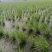 800亩高山单季高产耐虫害美人茭白苗大量供应