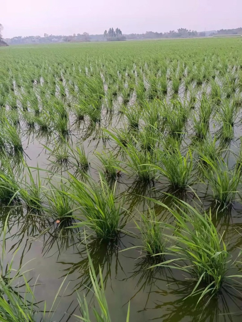 800亩高山单季高产耐虫害美人茭白苗大量供应