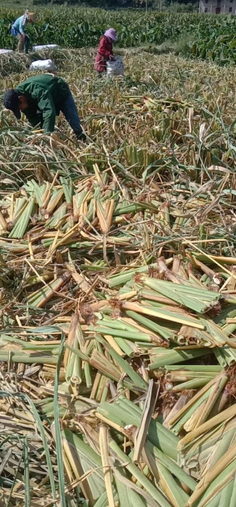 800亩高山单季高产耐虫害美人茭白苗大量供应