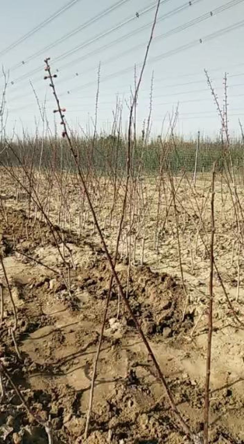 珍珠油杏树苗凯特杏金太阳红杏树苗基地直销