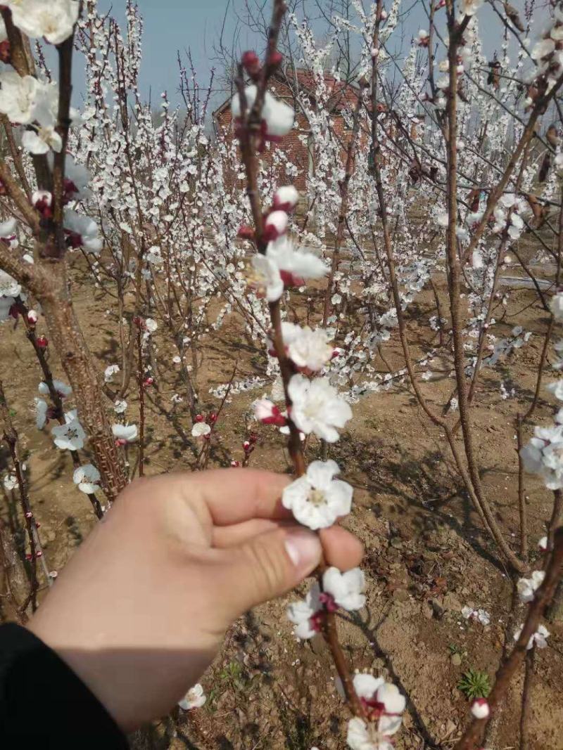 珍珠油杏树苗凯特杏金太阳红杏树苗基地直销