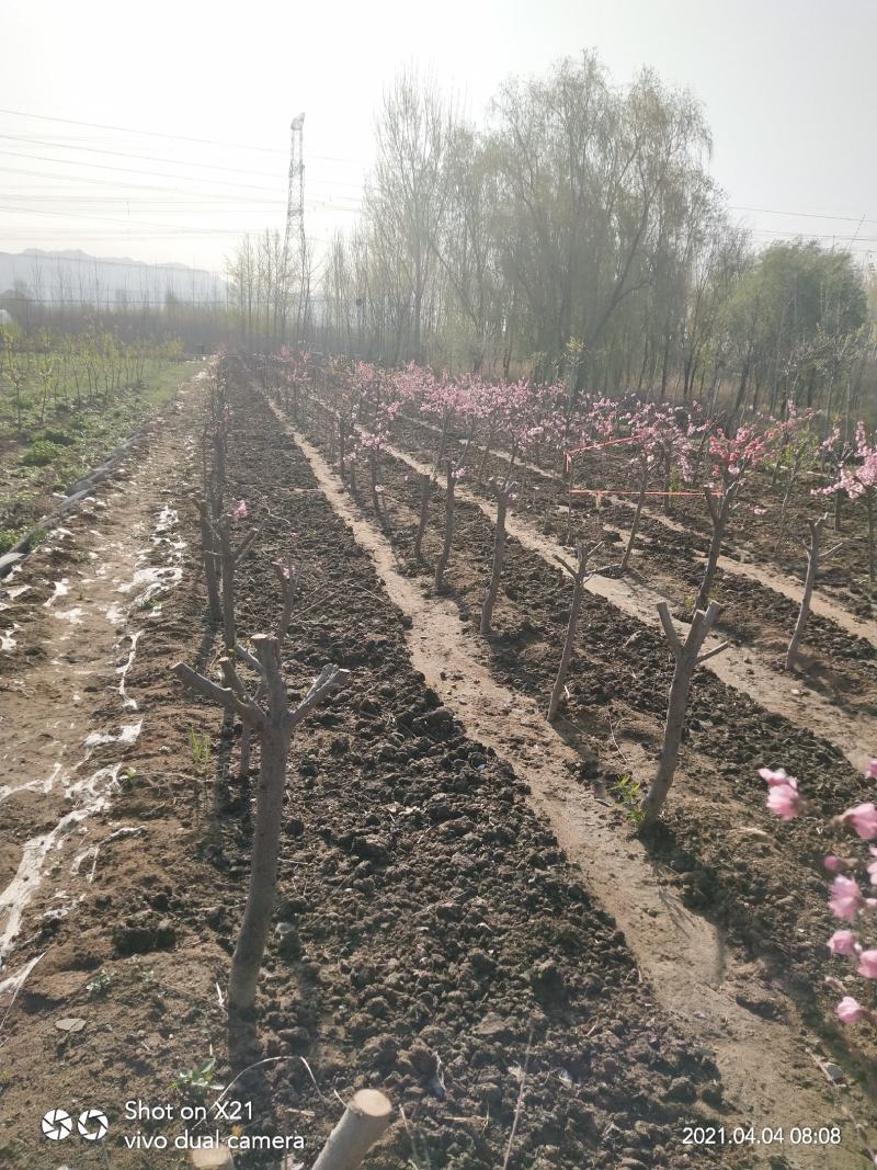 珍珠油杏树苗凯特杏金太阳红杏树苗基地直销