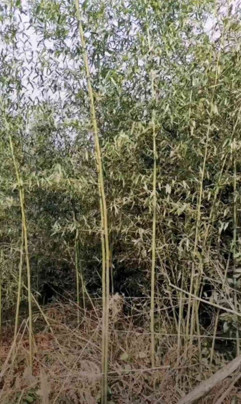 刚竹