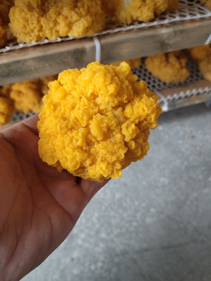 鲜金耳