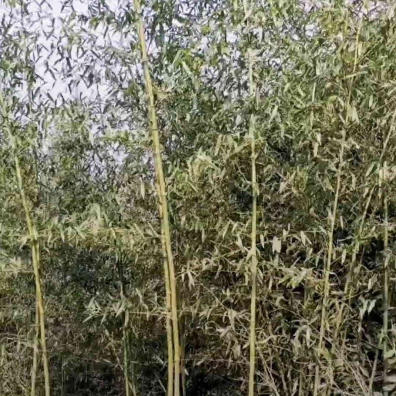 刚竹