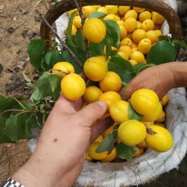 珍珠油杏树苗凯特杏金太阳红杏树苗基地直销