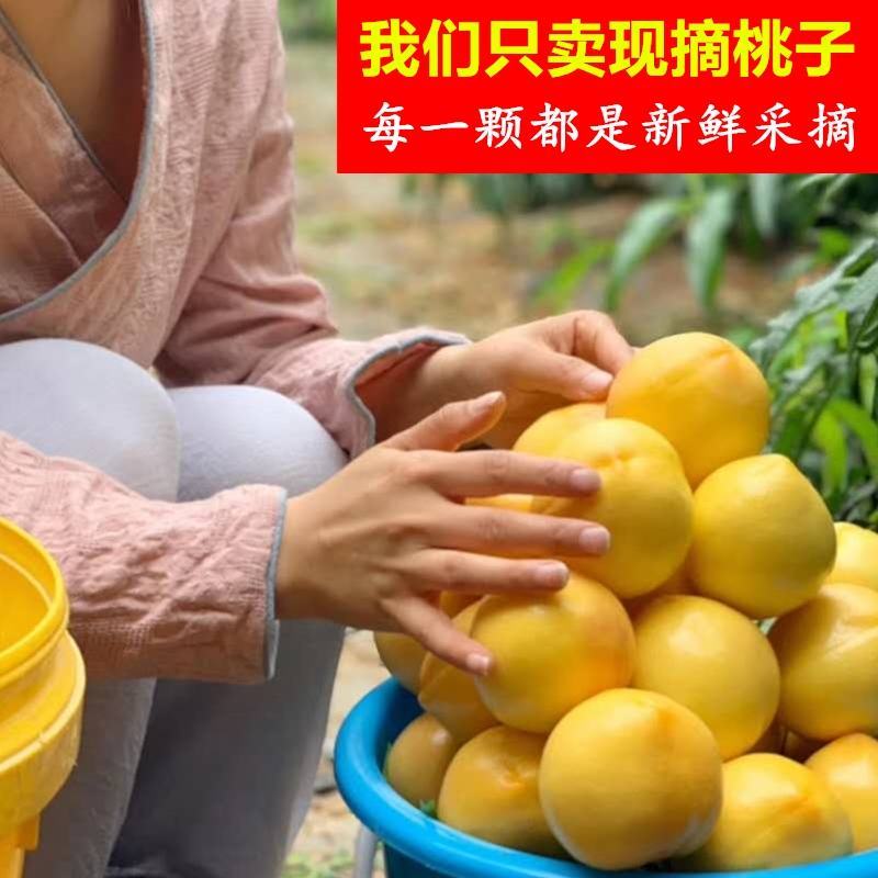 【现摘现发】湖北随州精品黄桃产地批发大量供应视频选