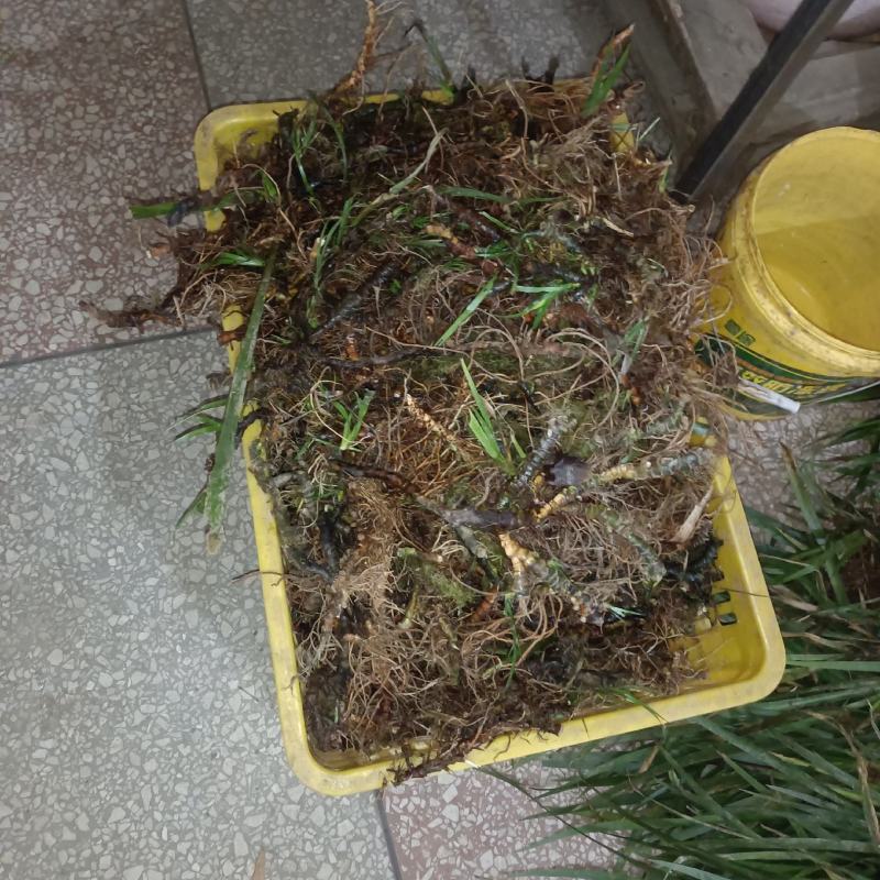 石菖蒲