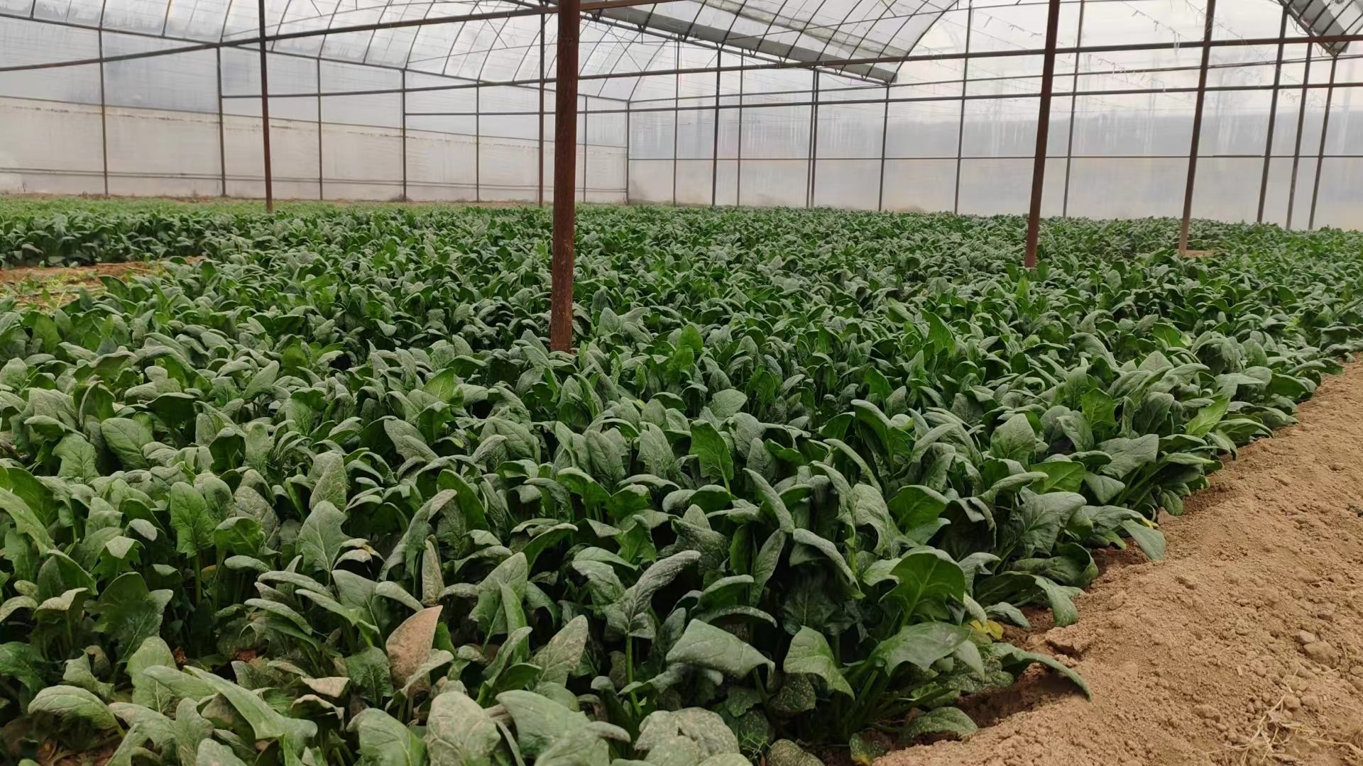 广角实景摄影:华北平原标准化蔬菜基地,左侧为整齐菠菜垄(株高15–18cm,叶片浓绿无黄斑),右侧为搭架栽培冬瓜(藤蔓缠绕竹架,果实垂挂,表皮覆白霜),两位穿蓝工装的农技员正用电子秤称量刚采收的菠菜与冬瓜样本,背景可见‘绿色食品认证基地’标牌 田间采摘场景:菠菜与冬瓜同框