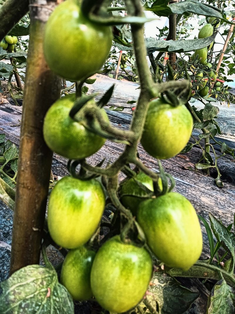 小番茄红黄绿好几个品种
