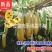 新品冬瓜百香果纯甜无酸四季可种当年结果盆栽地栽抗寒果树苗