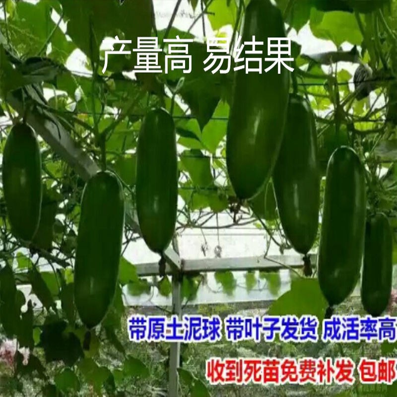 新品冬瓜百香果纯甜无酸四季可种当年结果盆栽地栽抗寒果树苗