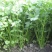 新鲜小叶香菜大叶香菜铁杆青香菜长期供货价格优惠