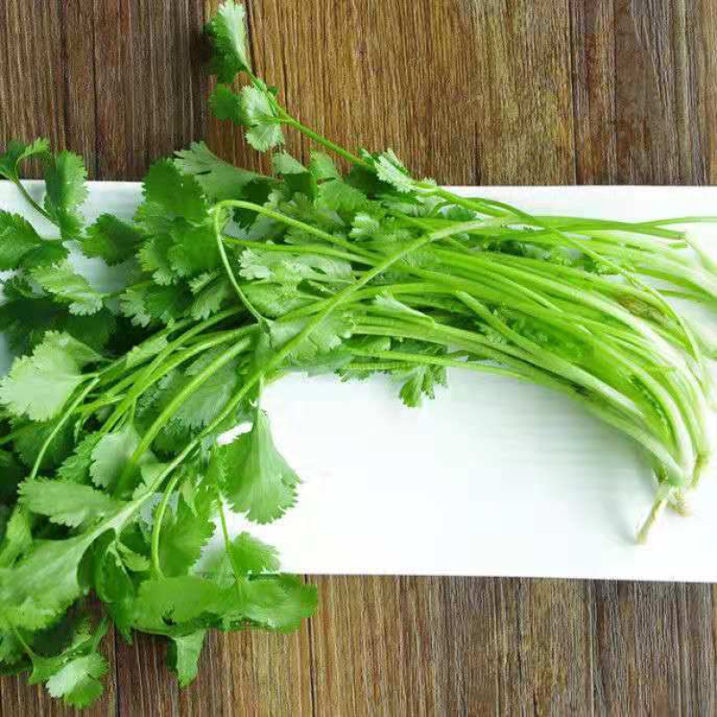 新鲜小叶香菜大叶香菜铁杆青香菜长期供货价格优惠