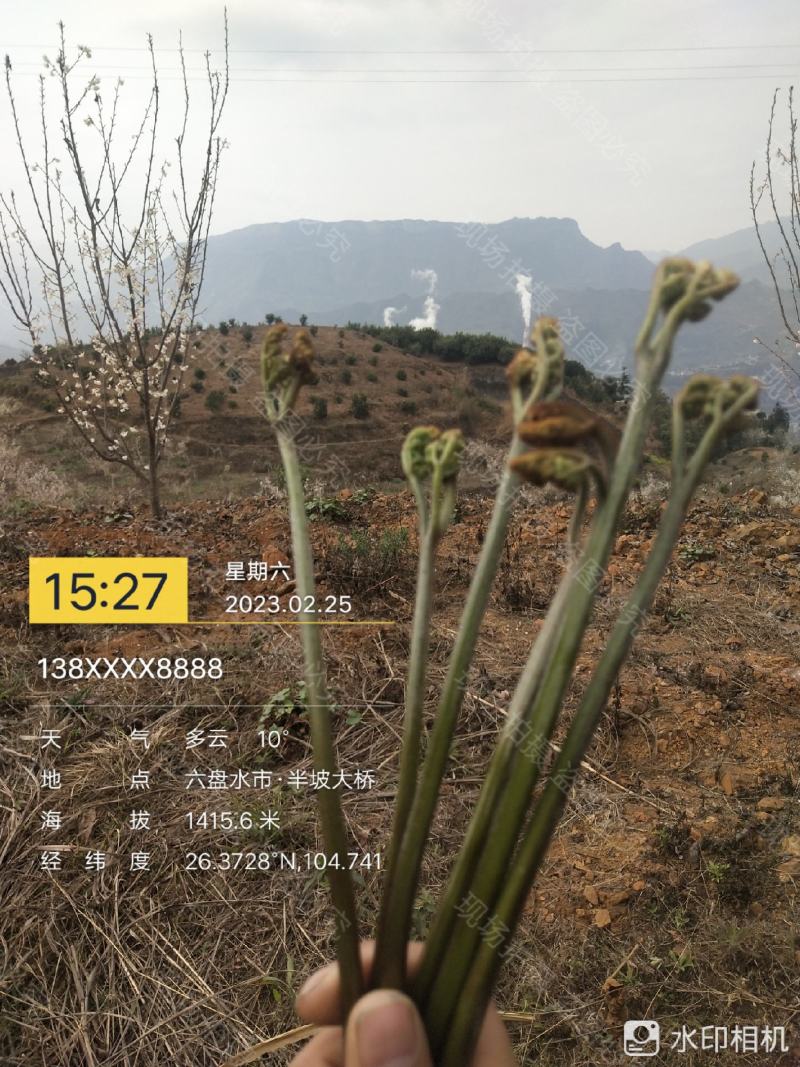 2023年新鲜蕨菜微菜产地一手货源当天下山定量包装！