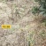 2023年新鲜蕨菜微菜产地一手货源当天下山定量包装！
