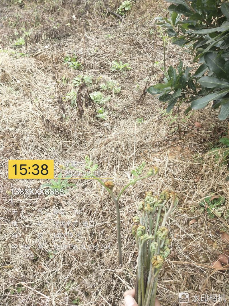 2023年新鲜蕨菜微菜产地一手货源当天下山定量包装！